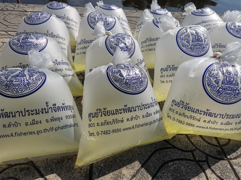 ร่วมปล่อยพันธุ์กุ้งก้ามกราม ลงสู่ทะเลสาบสงขลา อ.เมือง จ.พัทลุง..คลิก