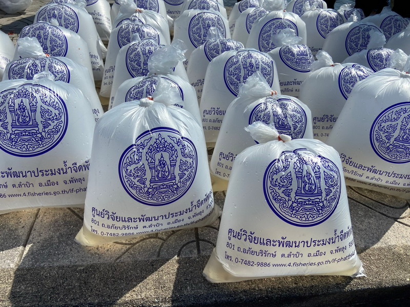 ร่วมปล่อยพันธุ์ปลากินพืช ลงสู่ทะเลสาบสงขลา อ.เมือง จ.พัทลุง..คลิก
