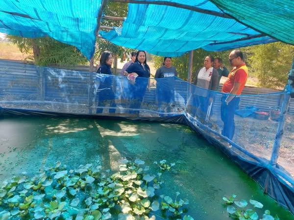ติดตามตรวจเยี่ยมพร้อมให้คำแนะนำ เกษตรกรหลังการเข้ารับอบรมการเลี้ยงปลาดุกในกระชังบก ประจำปี 2567..คลิก