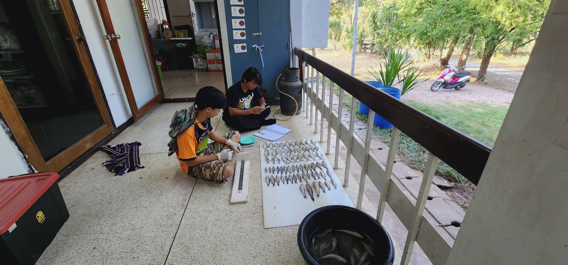 การปฏิบัติงานศึกษาค่าดัชนีความสมบูรณ์เพศในปลา (Gonadosomatic Index, GSI) จำนวน 5 ชนิด ในพื้นที่อ่างเก็บน้ำเขื่อนอุบลรัตน์