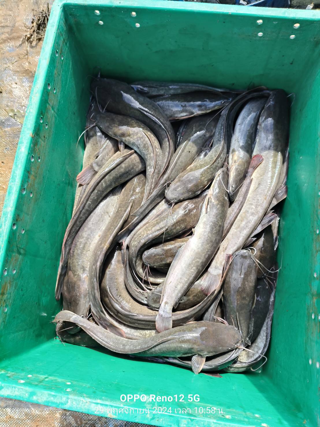 เจ้าหน้าที่ศูนย์บริหารจัดการด่านตรวจประมงเขต 1 (เชียงราย) ตรวจสอบสินค้าประมงส่งออกไปยังสาธารณรัฐประชาธิปไตยประชาชนลาว และสาธารณรัฐสหภาพเมียนมา..คลิก