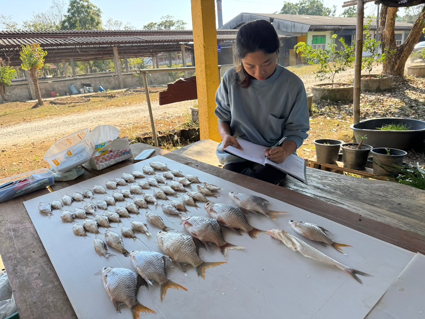 การติดตามประเมินผลมาตรการการกำหนดพื้นที่และระยะเวลาฤดูสัตว์น้ำจืดมีไข่ หรือวางไข่ เลี้ยงตัวอ่อน (โครงการน้ำแดง) ประจำเดือนมกราคม 2568..คลิก