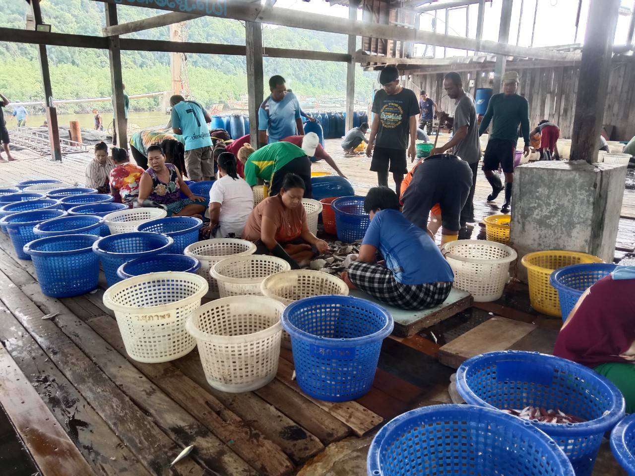   เจ้าหน้าที่ศูนย์วิจัยและพัฒนาประมงทะเลสงขลา ออกปฏิบัติงานเก็บรวบรวมข้อมูลทรัพยากรประมงจากเรืออวนล้อมจับที่ขึ้นท่าในพื้นที่จังหวัดนครศรีธรรมราช ประจำเดือนธันวาคม 2567..คลิก
