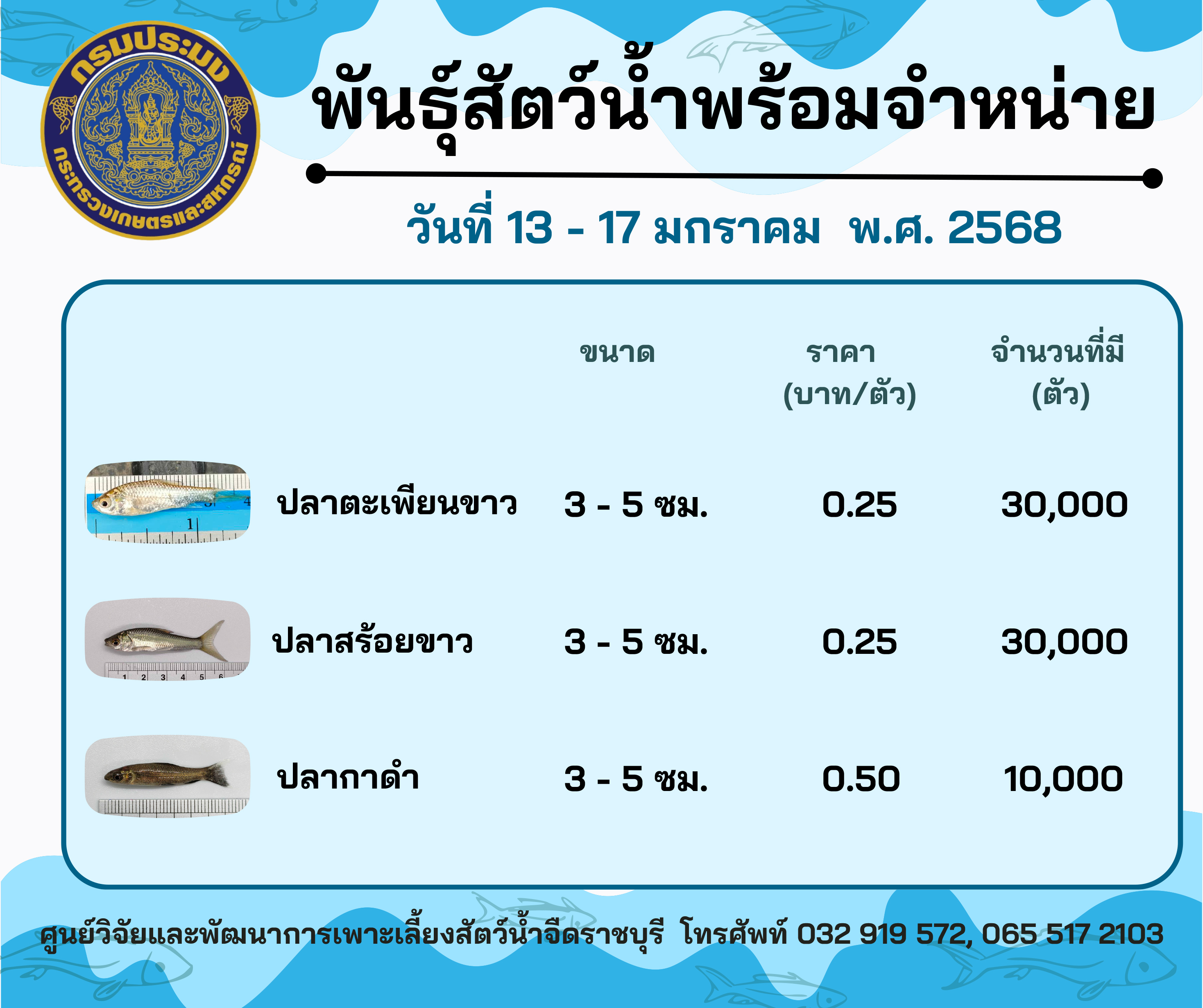 ลูกพันธุ์สัตว์น้ำพร้อมจำหน่ายสัปดาห์นี้ วันที่ 13 - 17 มกราคม พ.ศ. 2568..คลิก
