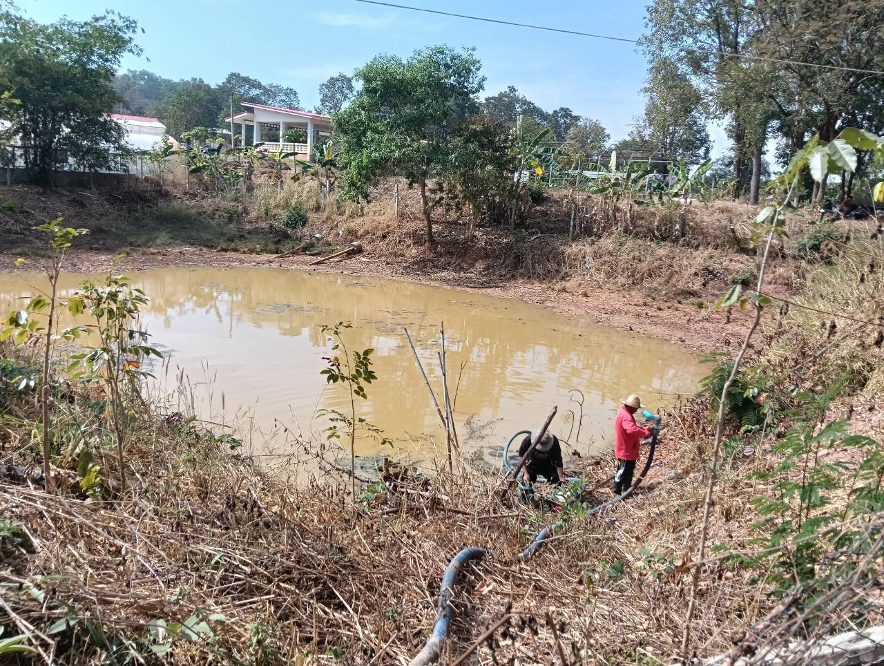 ติดตามการจับผลผลิตสัตว์น้ำในบ่อดิน ตามโครงการเกษตรเพื่ออาหารกลางวันฯ ณ โรงเรียนตำรวจตระเวนชายแดนไปรษณีย์ไทย (บ้านห้วยหมากหล่ำ)..คลิก
