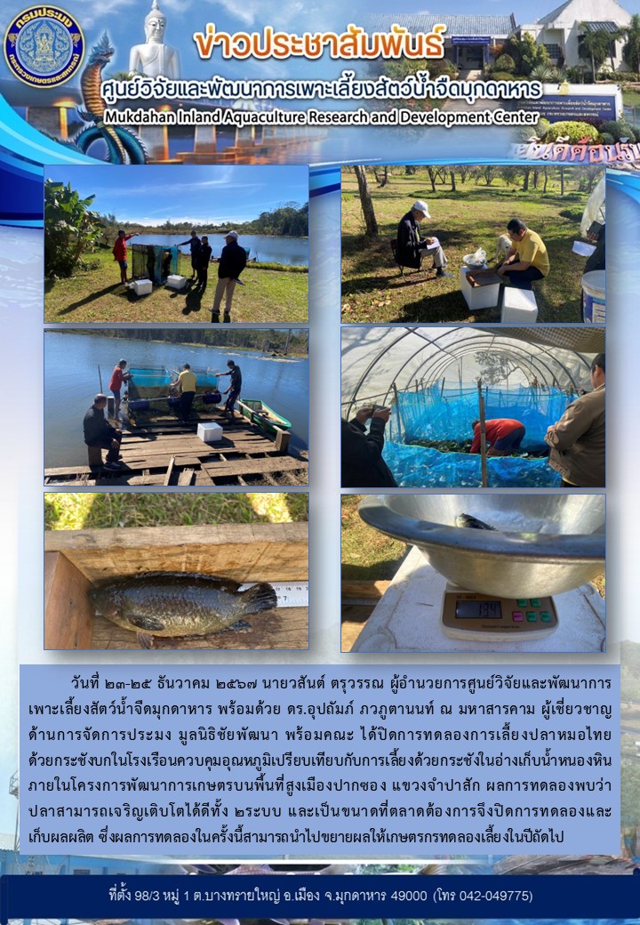 วันที่ 23-25 ธันวาคม 2567 การทดลองการเลี้ยงปลาหมอไทยด้วยกระชังบกในโรงเรือนควบคุมอุณหภูมิเปรียบเทียบกับการเลี้ยงด้วยกระชังในอ่างเก็บน้ำหนองหิน  ภายในโครงการพัฒนาการเกษตรบนพื้นที่สูงเมืองปากซอง แขวงจำปาสัก..คลิก