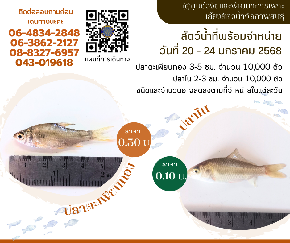 ลูกพันธุ์สัตว์น้ำพร้อมจำหน่าย วันที่ 21-24 มกราคม 2568..คลิก