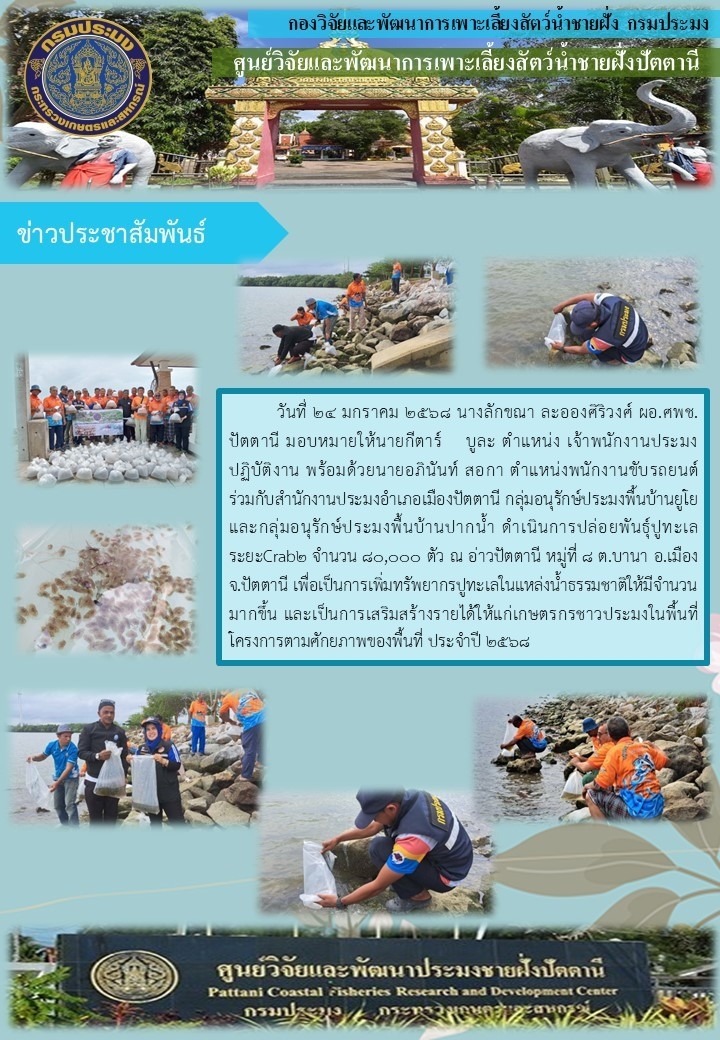 กิจกรรมปล่อยพันธุ์ปูทะเล จำนวน 80,000 ตัว  บริเวณอ่าวปัตตานี ต.บานา อ.เมือง จ.ปัตตานี