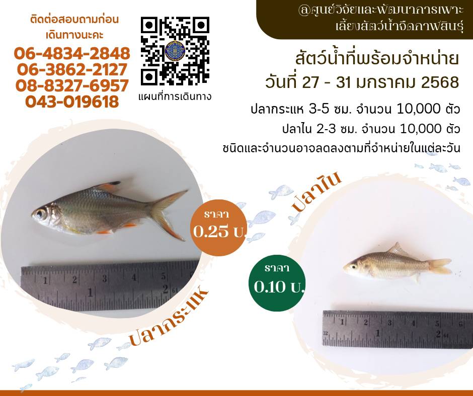 ลูกพันธุ์สัตว์น้ำพร้อมจำหน่าย วันที่ 27-31 มกราคม 2568 