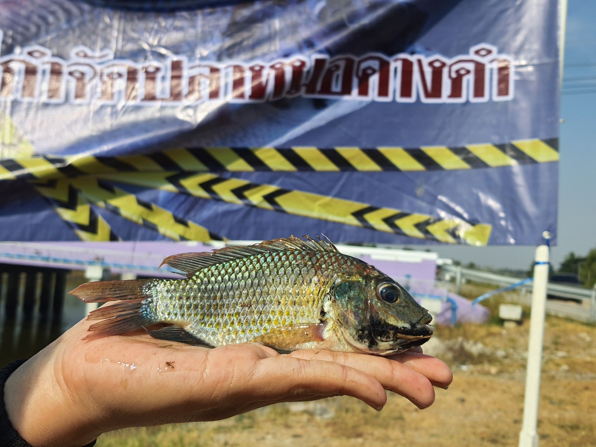 กิจกรรมลงแขกลงคลองกำจัดปลาหมอคางดำในพื้นที่จังหวัดเพชรบุรี