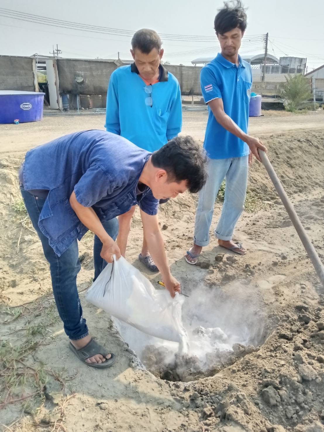 การทำลายปลาหมอคางดำที่ผ่านการตรวจสอบสอบโครโมโซมแล้วและไม่พบชุดโครโมโซม ๔n จำนวน ๓๓๒ ตัว
