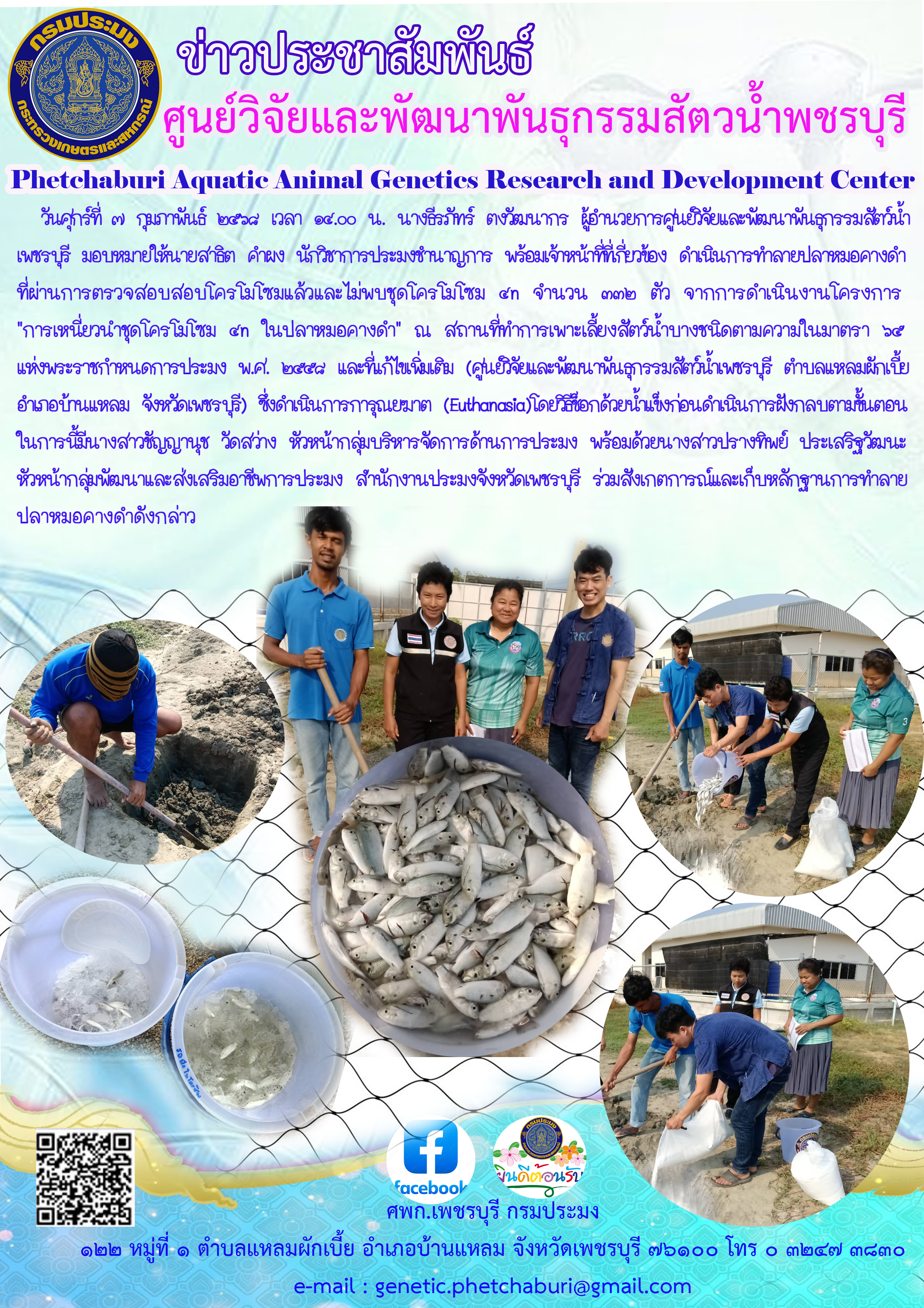 การทำลายปลาหมอคางดำที่ผ่านการตรวจสอบสอบโครโมโซมแล้วและไม่พบชุดโครโมโซม ๔n จำนวน ๓๓๒ ตัว