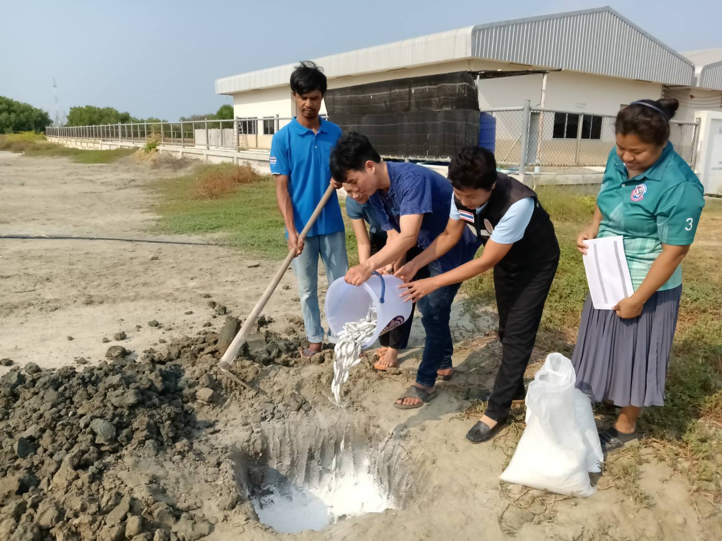 การทำลายปลาหมอคางดำที่ผ่านการตรวจสอบสอบโครโมโซมแล้วและไม่พบชุดโครโมโซม ๔n จำนวน ๓๓๒ ตัว