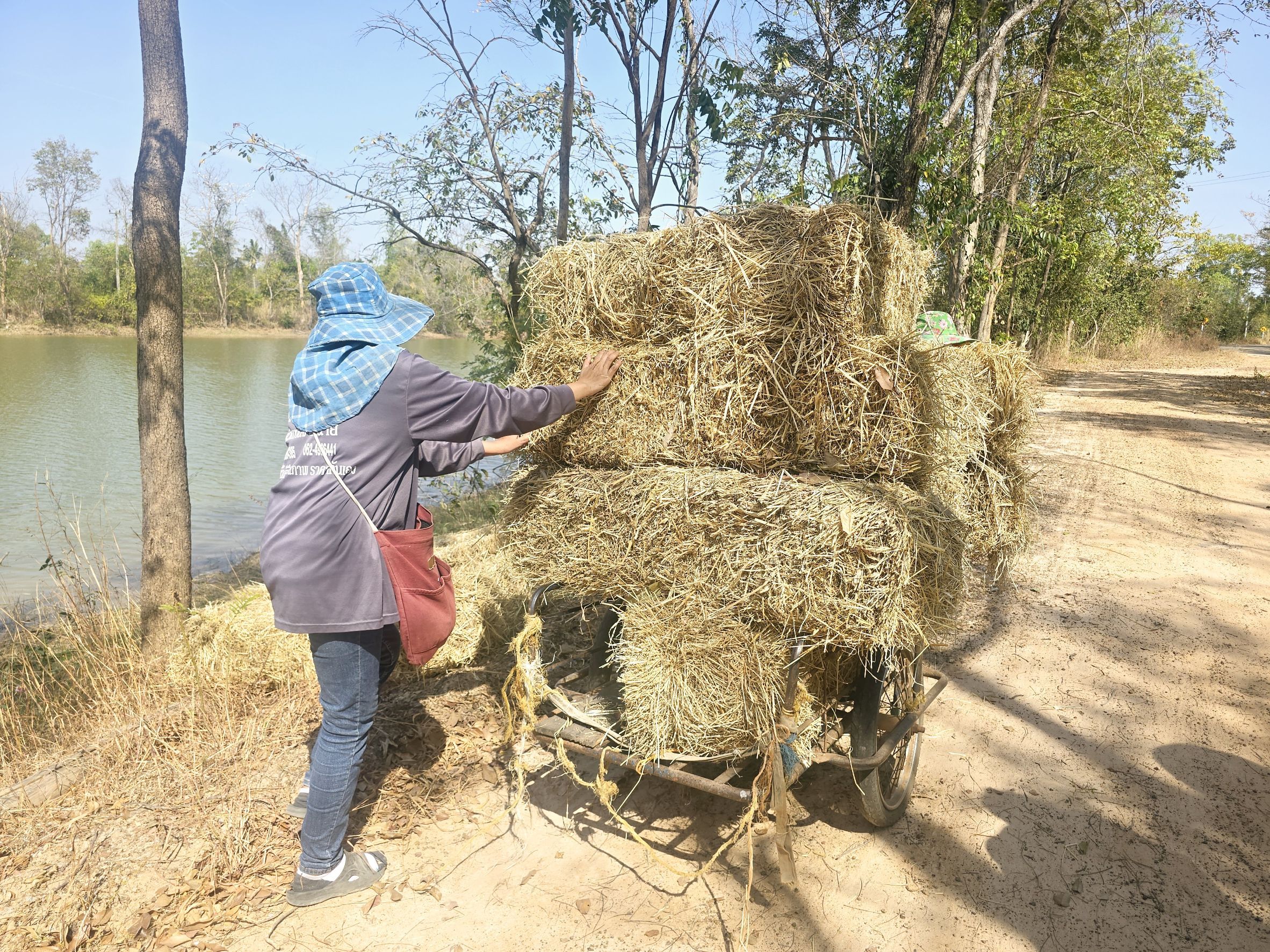 ฟางมา  ปลาโต ประมงอำเภอวารินชำราบ ร่วมกันจัดเตรียมความพร้อมของแหล่งน้ำ ด้วยการทำฟางหมักเพื่อสร้างอาหารธรรมชาติในแหล่งน้ำ ก่อนปล่อยพันธุ์สัตว์น้ำ