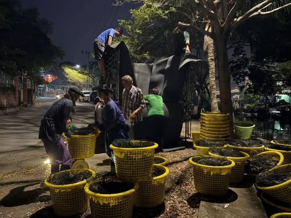 สำนักงานประมงพื้นที่กรุงเทพมหานครลงพื้นที่ตรวจสอบ และควบคุมการรวบรวมปลาหมอคางดำ เพื่อจำหน่ายในโครงการผลิตน้ำหมักชีวภาพเพื่อเกษตรกรชาวสวนยาง