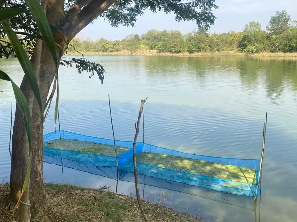 ลงพื้นที่จัดเตรียมอาหารธรรมชาติในแหล่งน้ำ ตำบลรางบัว อำเภอจอมบึง