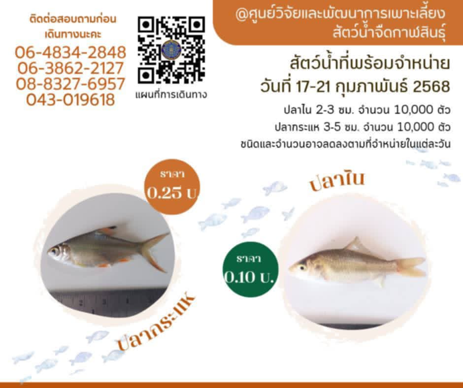ลูกพันธุ์สัตว์น้ำพร้อมจำหน่าย 17-21 กุมภาพันธ์ 2568