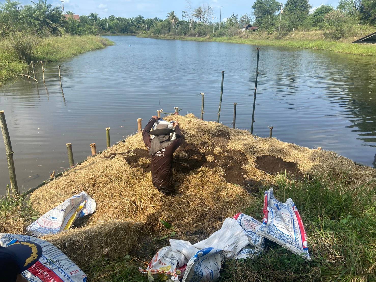 ประมงอำเภอเมืองพัทลุง ปฏิบัติงานโครงการเพิ่มผลผลิตใน แหล่งน้ำฯ กิจกรรม การสร้างแหล่งอาหารธรรมชาติให้สัตว์น้ำ  จากฟางข้าวและมูลวัว พื้นที่หนองน้ำแม่ลาน ตำบลตำนาน..คลิก