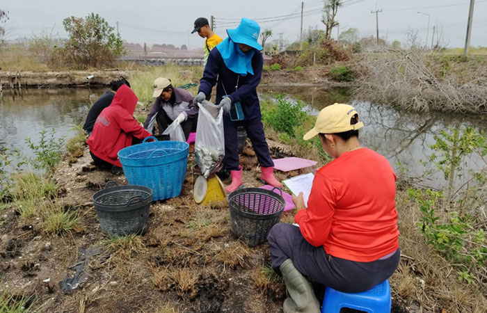 ศุนย์ฯ คุ้งกระเบน บูรณาการร่วมกับเกษตรกร สำรวจปลาหมอคางดำในบ่อเลี้ยงสัตว์น้ำ..คลิก