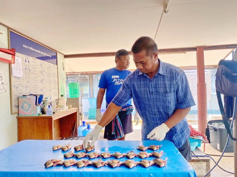 ดำเนินการสำรวจตัวอย่างปลาน้ำจืดมีไข่ ในพื้นที่ทะเลน้อยจังหวัดพัทลุง