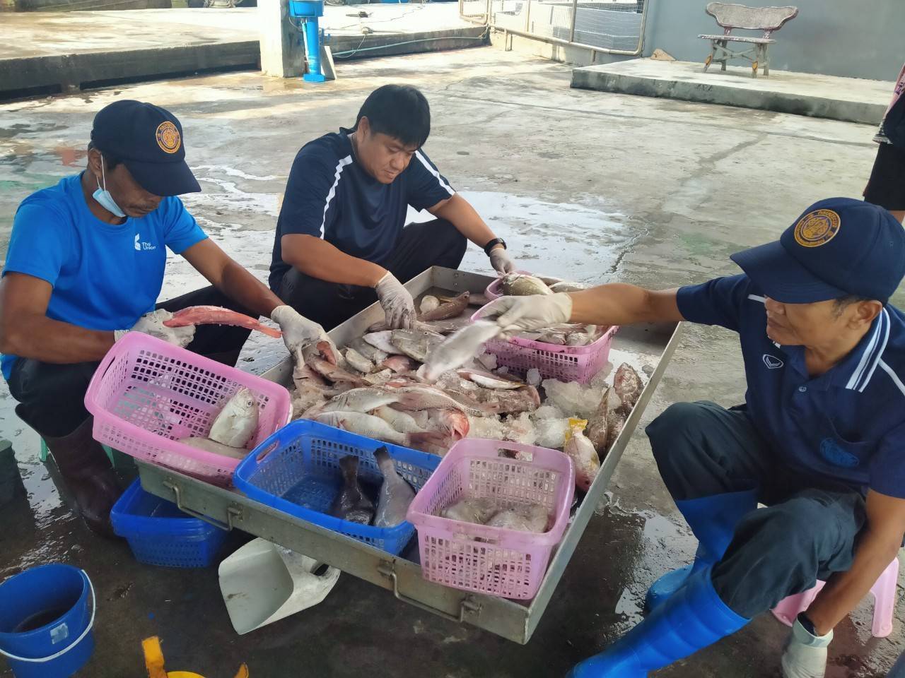 เจ้าหน้าที่ศูนย์วิจัยและพัฒนาประมงทะเลสงขลา ออกปฏิบัติงานเก็บรวบรวมข้อมูลทรัพยากรประมงจาก เรืออวนลากที่ขึ้นท่าในพื้นที่จังหวัดนครศรีธรรมราช และสงขลา ประจำเดือนมกราคม 2568 โดยเก็บข้อมูลจากเรืออวนลาก 6 กลุ่ม