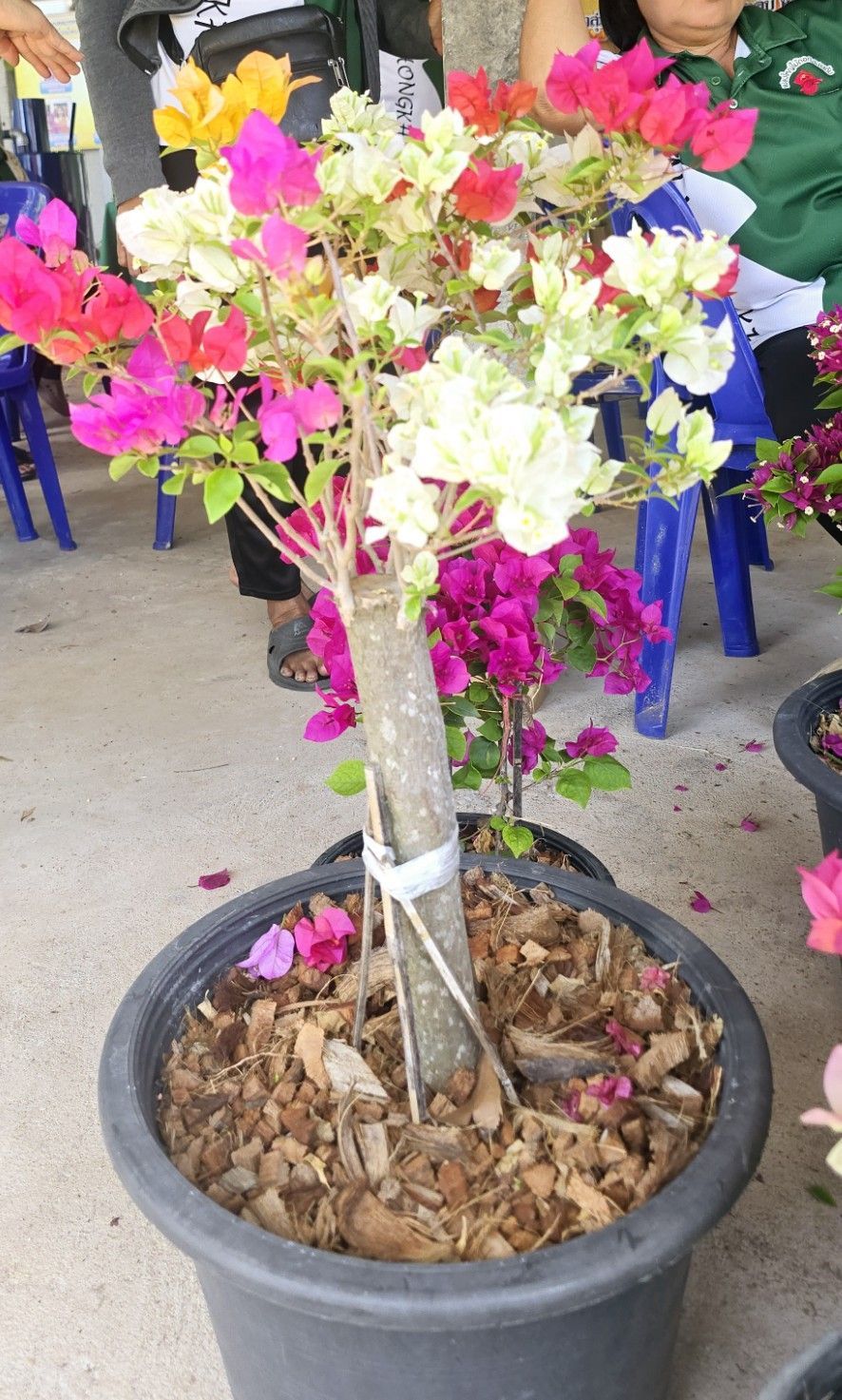 ประมงอำเภอวารินชำราบ ร่วมอุดหนุนสินค้ากลุ่มเกษตรกรไม้ดอกไม้ประดับ และผลิตภัณฑ์แปรรูปสินค้าสัตว์น้ำของสมาชิกกลุ่มไม้ดอกไม้ประดับ ตำบลโนนโหนน อำเภอวารินชำราบ จังหวัดอุบลราชธานี..คลิก