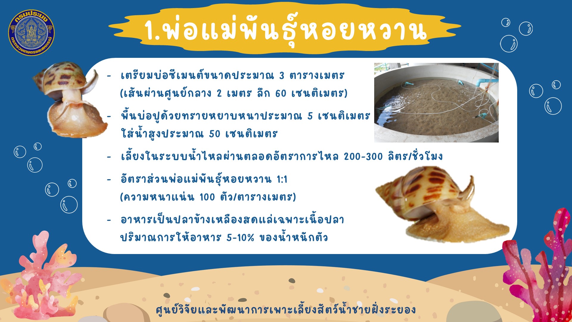 การเพาะเลี้ยงหอยหวาน
