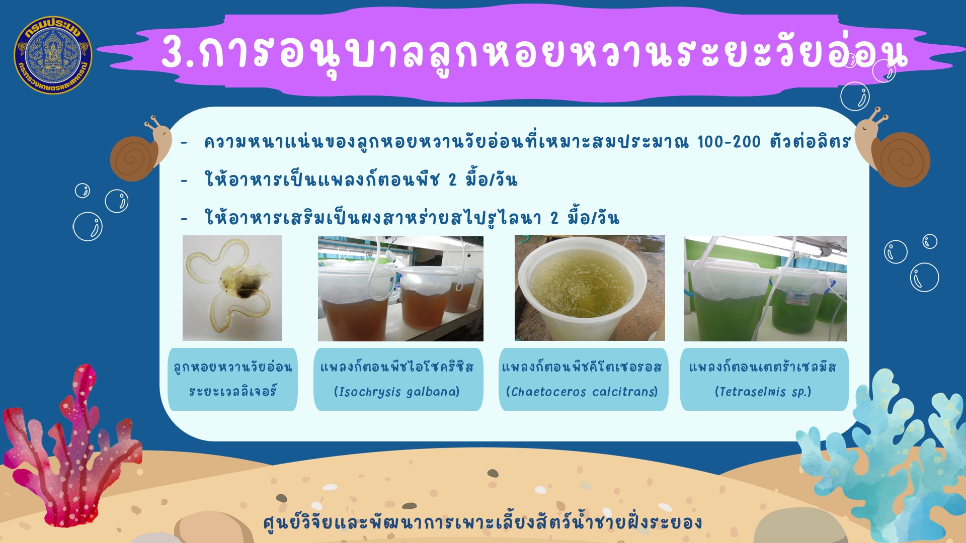 การเพาะเลี้ยงหอยหวาน