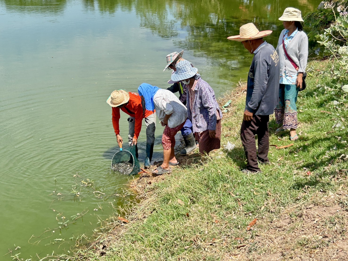 นำพันธุ์กุ้งก้ามกรามไปปล่อยในแหล่งน้ำ โครงการธนาคารผลผลิตสัตว์น้ำแบบมีส่วนร่วม แหล่งละ 10,000 ตัว รวม 20,000 ตัว..คลิก