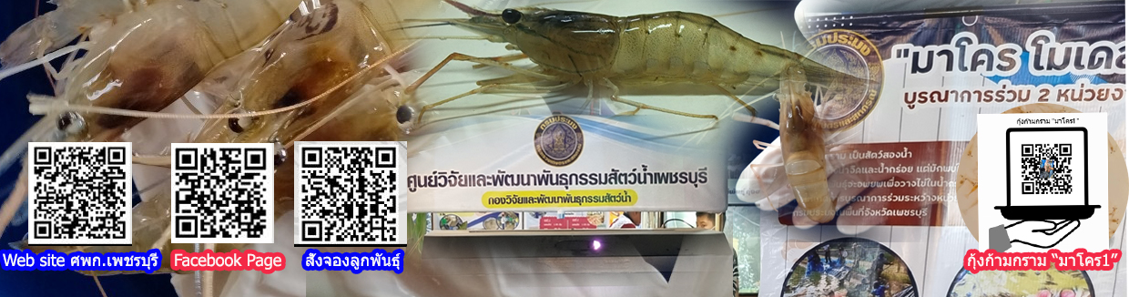 สัตว์น้ำพันธุ์ดี กุ้งก้ามกราม 