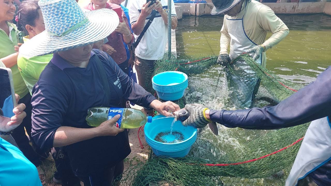 ข่าวประชาสัมพันธ์ประจำวันที่ 5-6 มีนาคม 2568 ศูนย์วิจัยและพัฒนาการเพาะเลี้ยงสัตว์น้ำจืดศรีสะเกษ ฉบับที่ 35