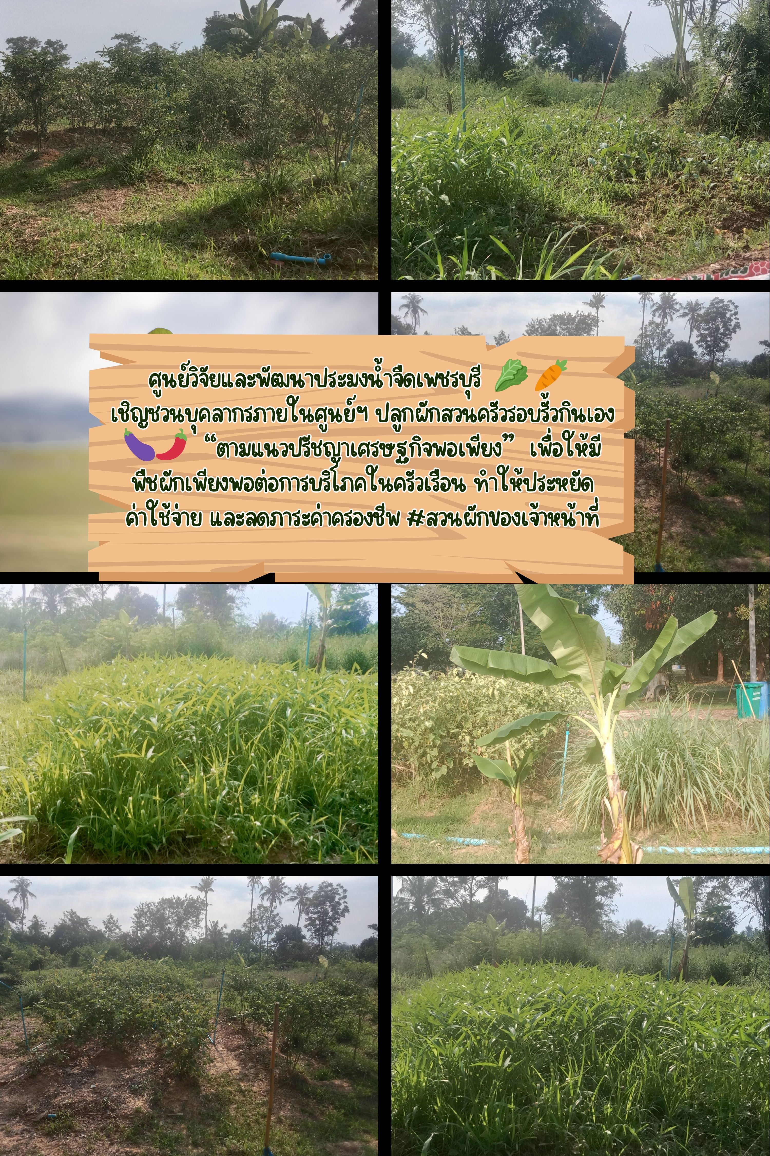 องค์กรคุณธรรมปลูกผักสวนครัว..คลิก