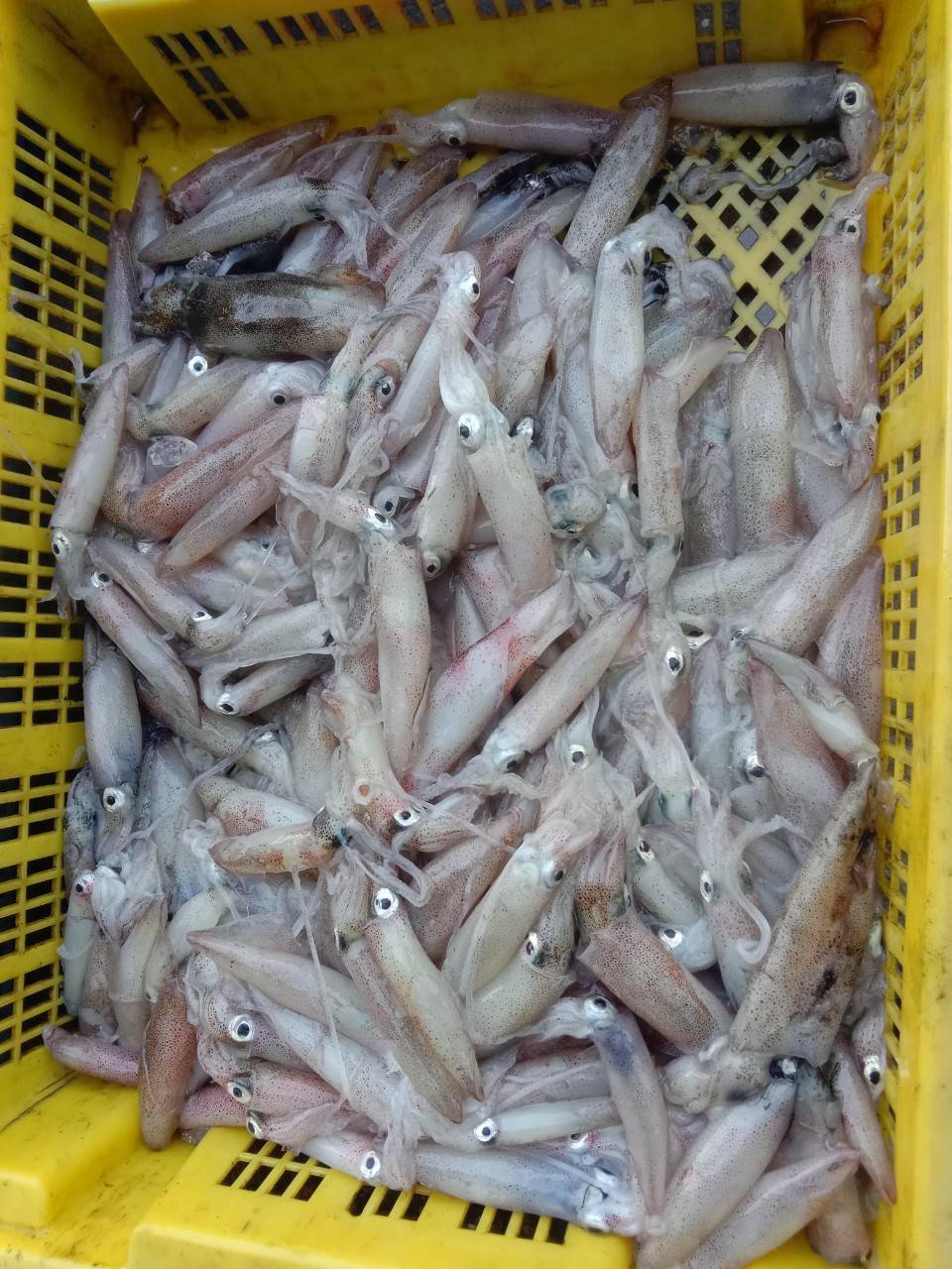  เจ้าหน้าที่ศูนย์วิจัยและพัฒนาประมงทะเลสงขลา ออกปฏิบัติงานเก็บรวบรวมข้อมูลทรัพยากรประมงจากเรืออวนครอบที่ขึ้นท่าในพื้นที่จังหวัดสงขลา ประจำเดือนกุมภาพันธ์ 2568 