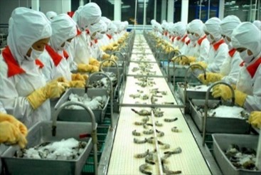 บริษัทกุ้งทำรายได้เกือบ 1,200 พันล้านดอง ภายในเวลาเพียง 2 เดือน
