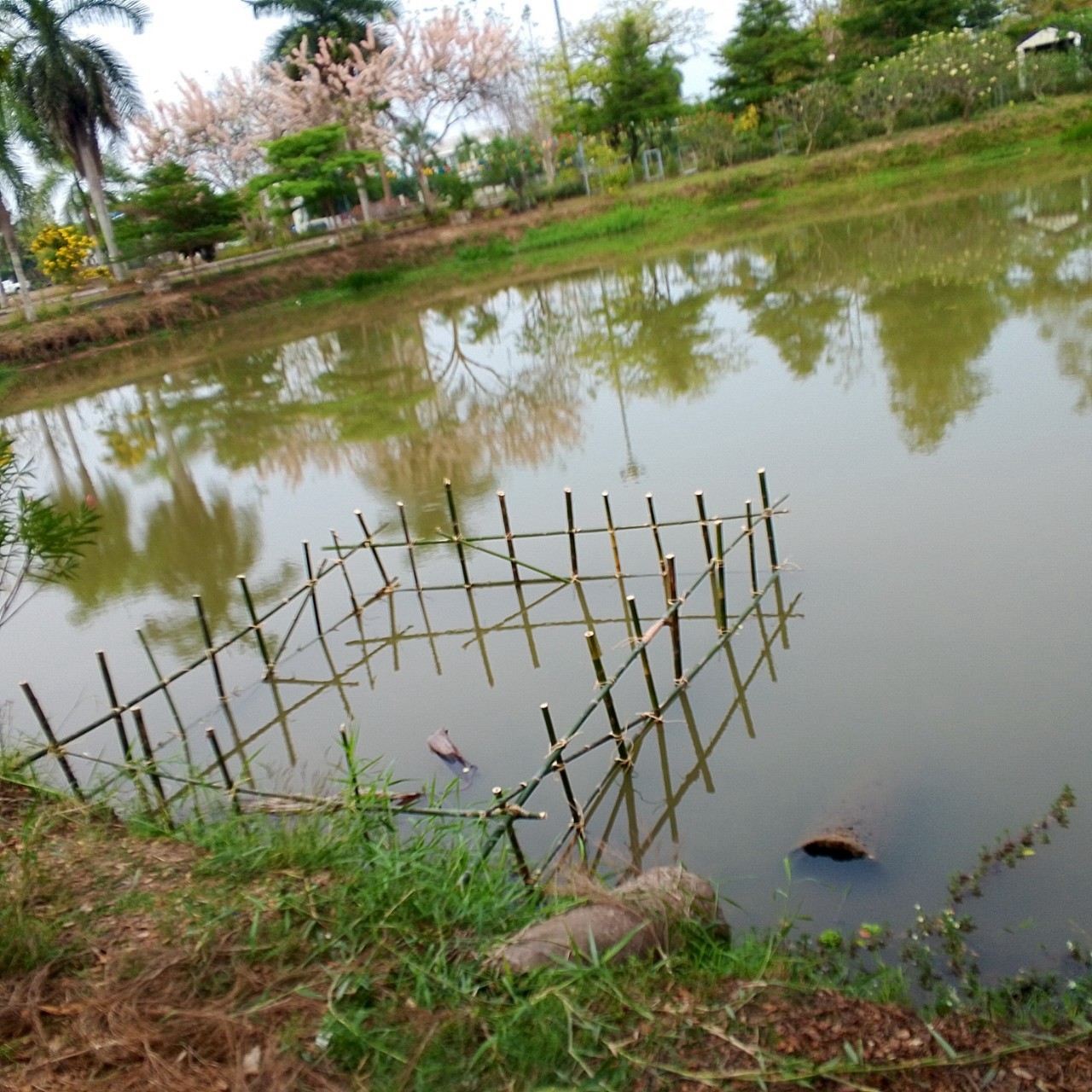 การเพิ่มผลผลิตสัตว์น้ำในแหล่งน้ำชุมชน