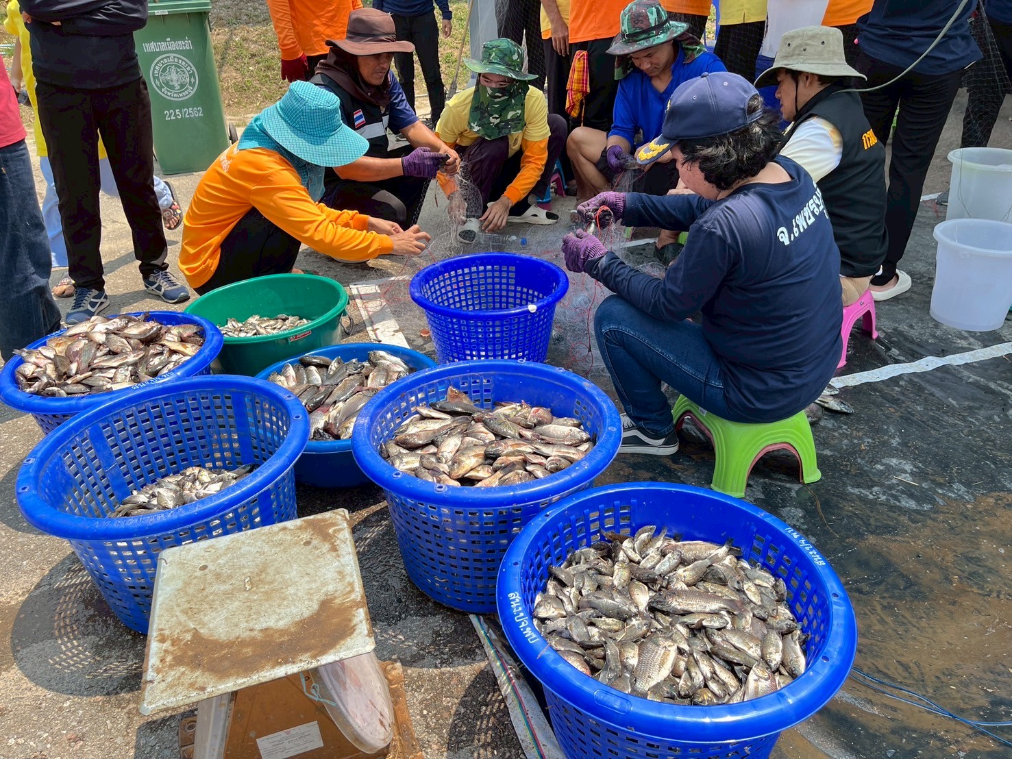 กิจกรรมลงแขกลงคลองกำจัดปลาหมอคางดำ เพื่อเป็นการแก้ไขปัญหาการแพร่ระบาดของปลาหมอคางดำในพื้นที่ให้มีประสิทธิภาพ