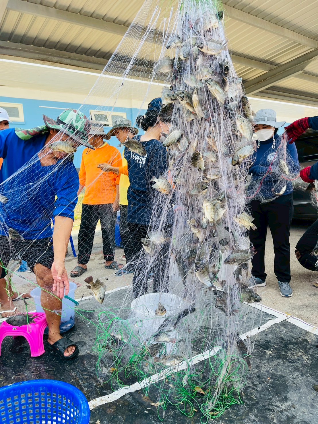กิจกรรมลงแขกลงคลองกำจัดปลาหมอคางดำ เพื่อเป็นการแก้ไขปัญหาการแพร่ระบาดของปลาหมอคางดำในพื้นที่ให้มีประสิทธิภาพ