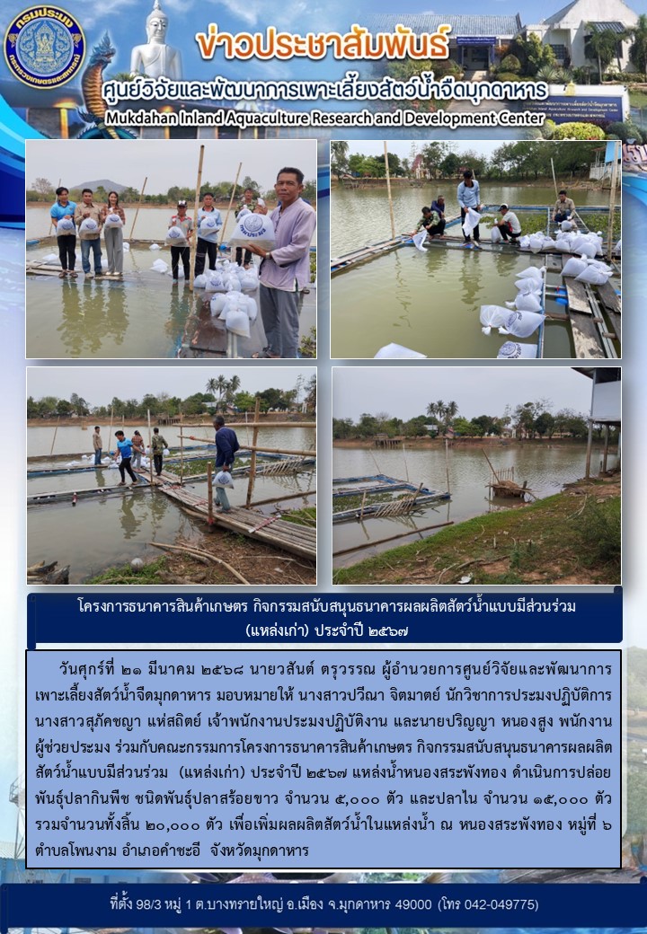 วันศุกร์ที่ 21 มีนาคม 2568 กิจกรรมสนับสนุนธนาคารผลผลิตสัตว์น้ำแบบมีส่วนร่วม  (แหล่งเก่า) ประจำปี 2567 แหล่งน้ำหนองสระพังทอง ดำเนินการปล่อยพันธุ์ปลากินพืช ชนิดพันธุ์ปลาสร้อยขาว จำนวน 5,000 ตัว และปลาไน จำนวน 15,000 ตัว  รวมจำนวนทั้งสิ้น 20,000 ตัว เพื่อเพิ่มผลผลิตสัตว์น้ำในแหล่งน้ำ ณ หนองสระพังทอง หมู่ที่ 6 ตำบลโพนงาม อำเภอคำชะอี  จังหวัดมุกดาหาร..คลิก