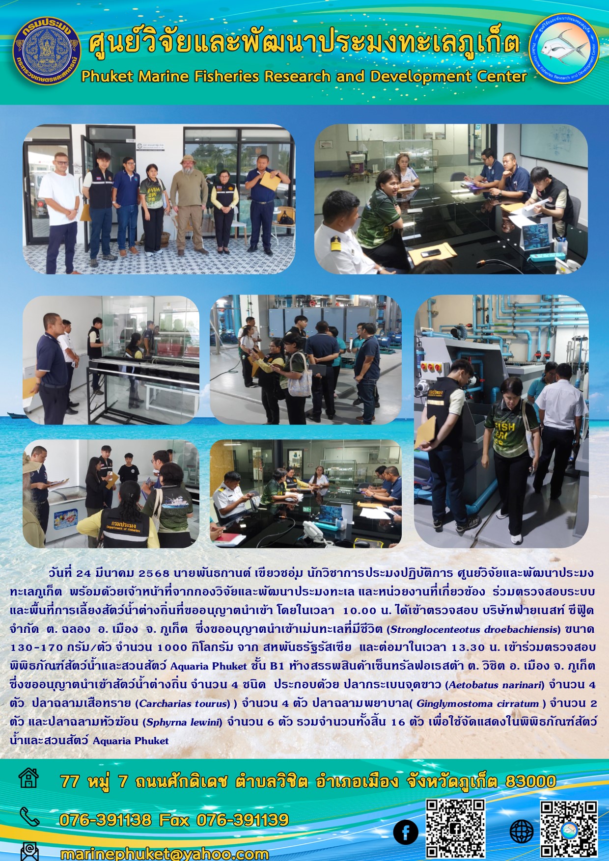 วันที่ 24 มีนาคม 2568 นายพันธกานต์ เขียวชอุ่ม นักวิชาการประมงปฏิบัติการ ศูนย์วิจัยและพัฒนาประมงทะเลภูเก็ต พร้อมด้วยเจ้าหน้าที่จากกองวิจัยและพัฒนาประมงทะเล และหน่วยงานที่เกี่ยวข้อง ร่วมตรวจสอบระบบและพื้นที่การเลี้ยงสัตว์น้ำต่างถิ่นที่ขออนุญาตนำเข้า โดยในเวลา 10.00 น. ได้เข้าตรวจสอบ บริษัทฟ่ายเนสท์ ซีฟู้ดจำกัด ต. ฉลอง อ. เมือง จ. ภูเก็ต ฯลฯ