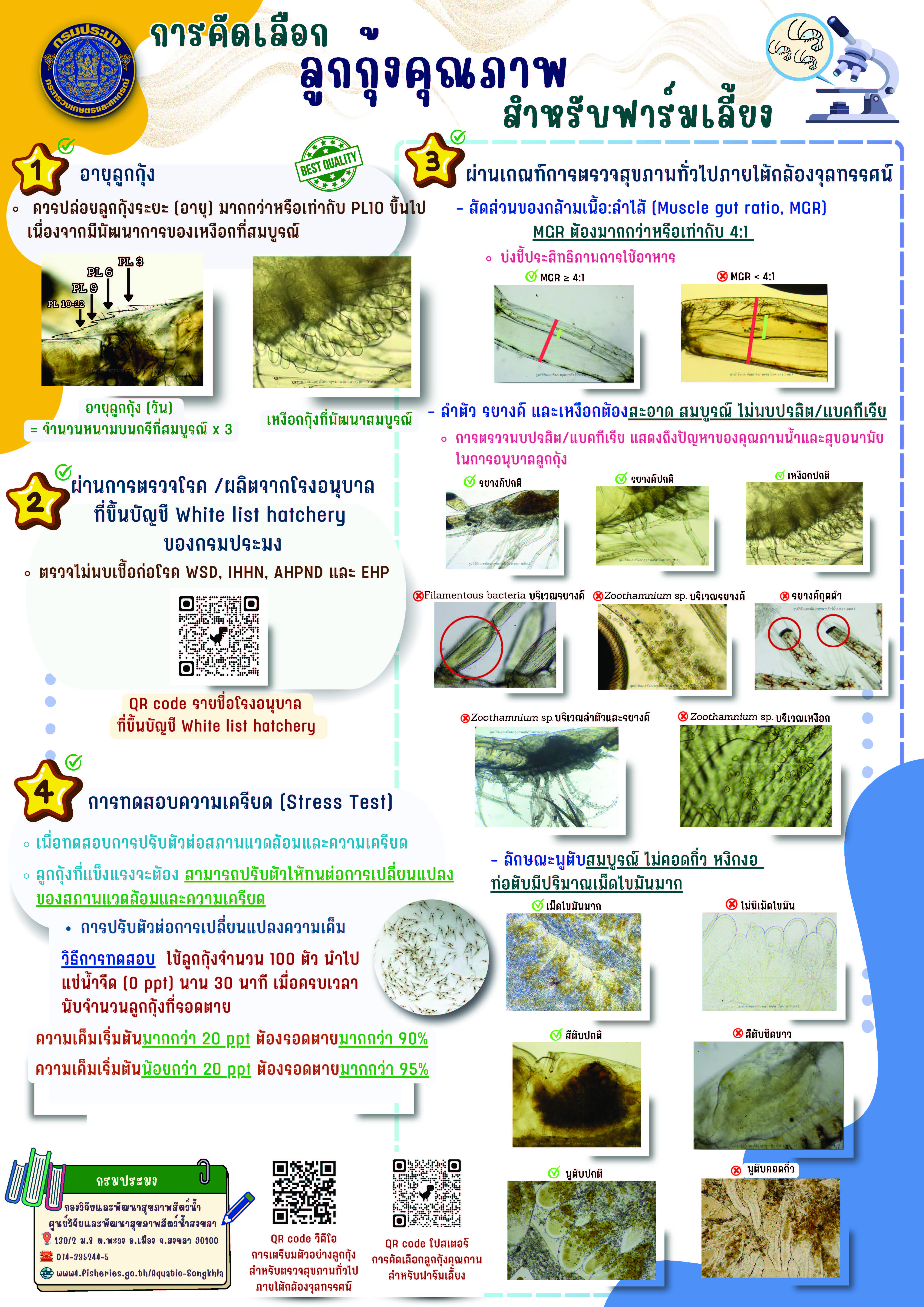  การคัดเลือกลูกกุ้งคุณภาพ สำหรับฟาร์มเลี้ยง
