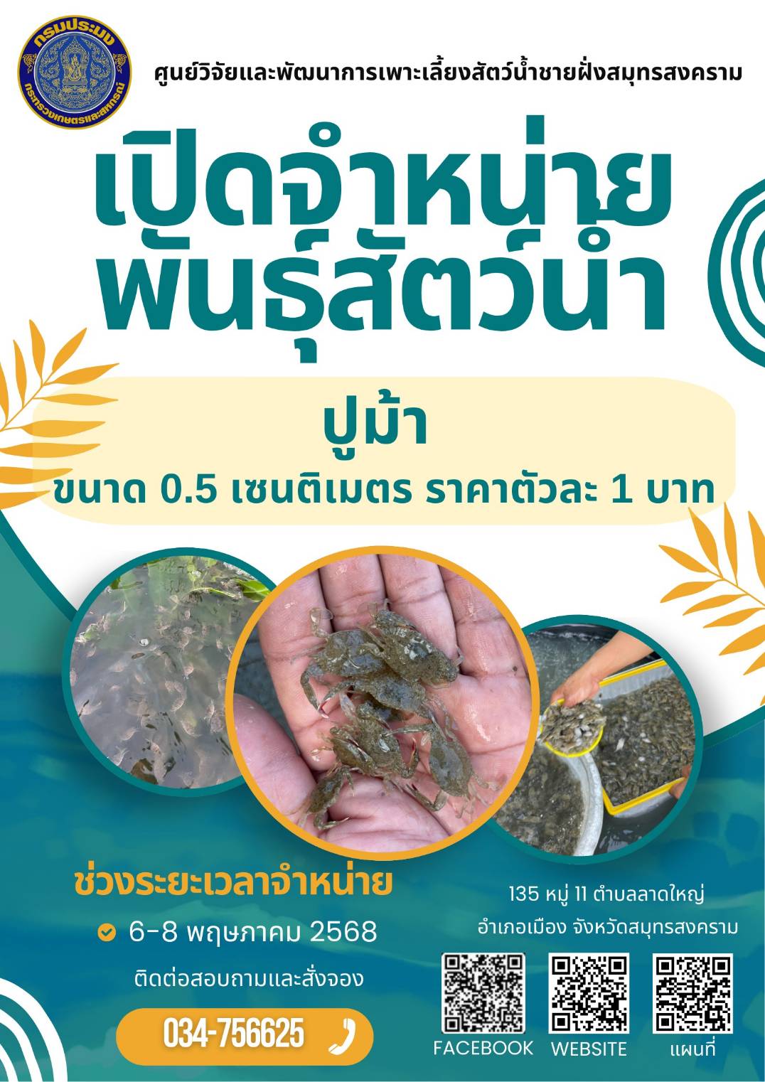 ศูนย์วิจัยและพัฒนาการเพาะเลี้ยงสัตว์น้ำชายฝั่งสมุทรสงคราม เปิดจำหน่ายพันธุ์ปูม้าขนาด 0.5 เซนติเมตร ราคาตัวละ 1 บาท ในช่วงวันที่ 6 -8 พฤษภาคม 2568 สนใจติดต่อสอบถามและสั่งจองได้ที่ 034-756625 ในวันและเวลาราชการ..คลิก