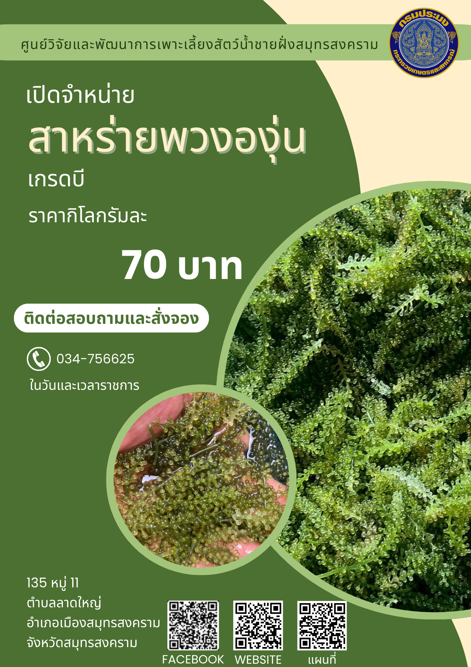 ศูนย์วิจัยและพัฒนาการเพาะเลี้ยงสัตว์น้ำชายฝั่งสมุทรสงคราม เปิดจำหน่ายสาหร่ายพวงองุ่นเกรดบี เพื่อการบริโภค ราคากิโลกรัม 70 บาท สนใจติดต่อสอบถามและสั่งจองได้ที่ 034-756625 ในวันและเวลาราชการ