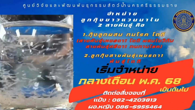 จำหน่ายกุ้งขาวแวนนาไม 2 สายพันธุ์ ช่วงกลางเดือน พ.ค. 68