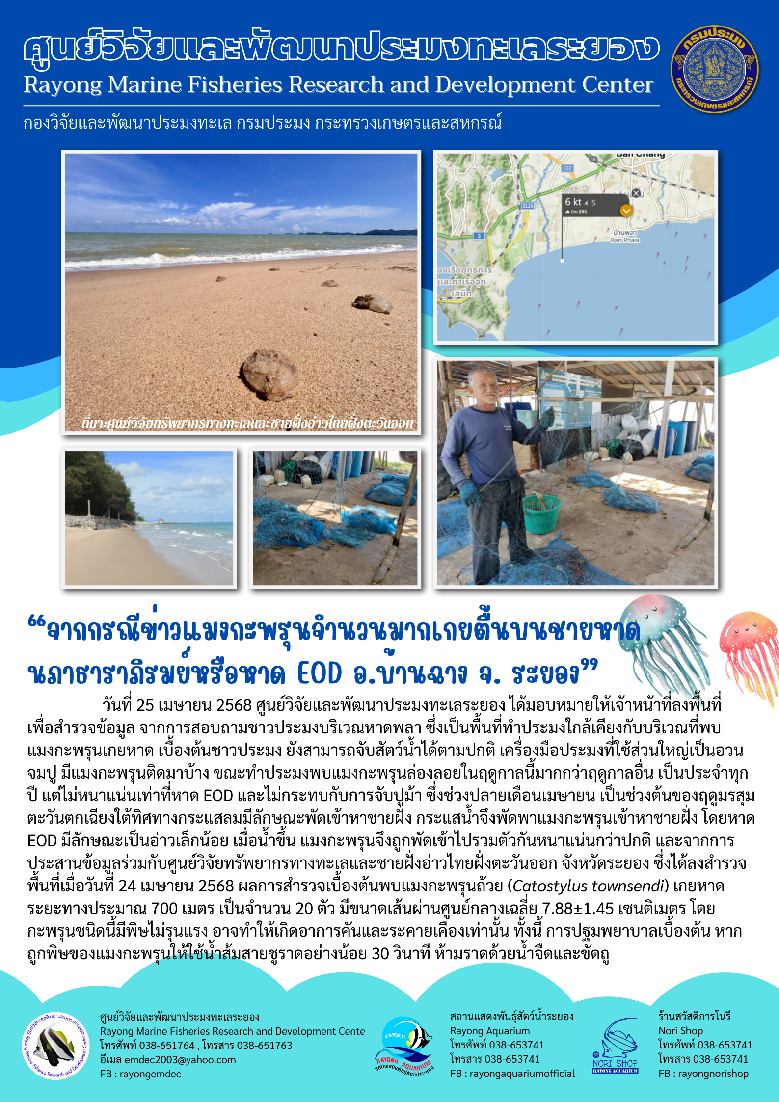 แมงกะพรุนจำนวนมากเกยตื้นบนชายหาดนภาธาราภิรมย์หรือหาด EOD อ.บ้านฉาง จ. ระยอง