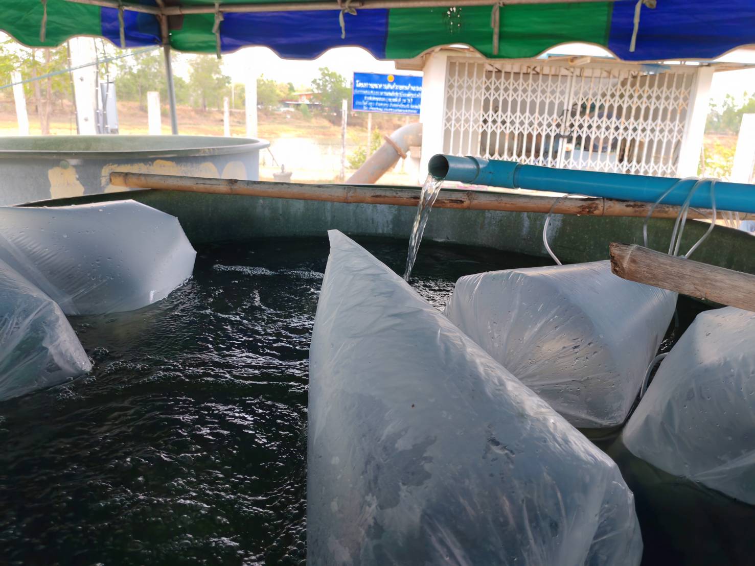 ขับเคลื่อนโครงการธนาคารสัตว์น้ำแบบมีส่วนร่วม ประจำปีงบประมาณ 2567 (กลุ่มธนาคารสัตว์น้ำห้วยพันหมด)..คลิก