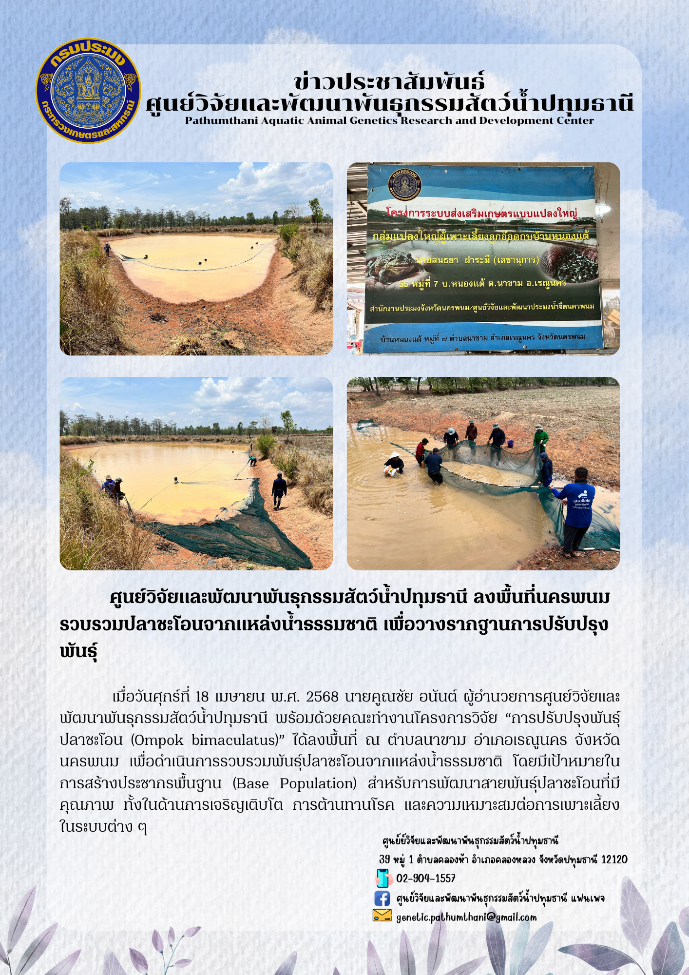 ศูนย์วิจัยและพัฒนาพันธุกรรมสัตว์น้ำปทุมธานี ลงพื้นที่นครพนมรวบรวมปลาชะโอนจากแหล่งน้ำธรรมชาติ เพื่อวางรากฐานการปรับปรุงพันธุ์