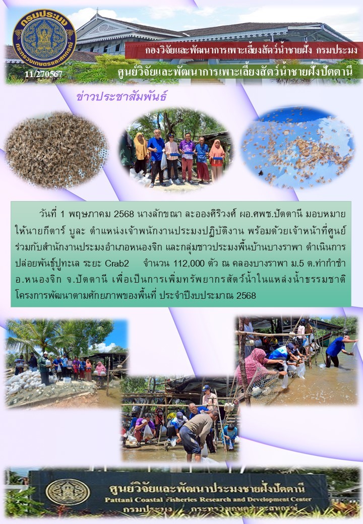 กิจกรรมปล่อยพันธุ์ปูทะเล จำนวน 112,000 ตัว บริเวณ คลองบ้านบางราพา อ.หนองจิก จ.ปัตตานี 