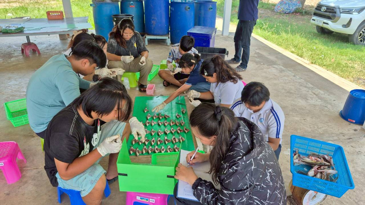 การออกปฏิบัติงานศึกษาค่าดัชนีความสมบูรณ์เพศในปลา (Gonadosomatic Index, GSI) จำนวน 6 ชนิด ในพื้นที่อ่างเก็บน้ำเขื่อนอุบลรัตน์