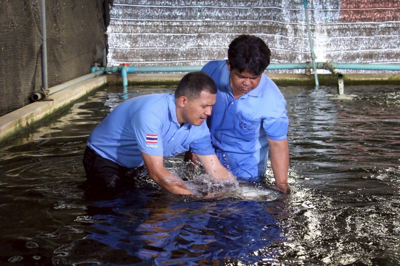 เจ้าหน้าที่จากกลุ่มเผยแพร่และประชาสัมพันธ์ สำนักเลขานุการ กรมประมง ได้เข้าเยี่ยมชมศูนย์วิจัยและพัฒนาการเพาะเลี้ยงสัตว์น้ำจืดสุพรรณบุรีเพื่อถ่ายทำวีดีทัศน์เรื่อง “การส่งเสริมการประกอบอาชีพแก่ผู้ประกอบธุรกิจประมง “ปลาม้า”