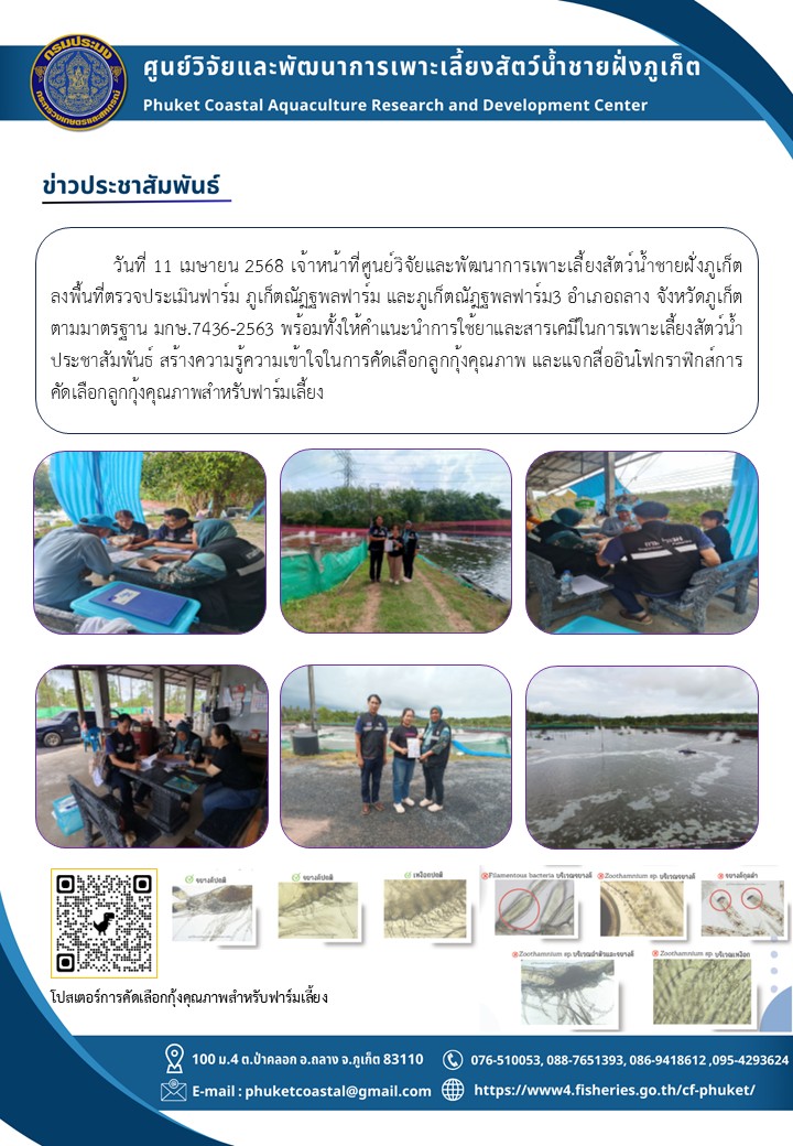 วันที่ 11 เมษายน 2568 เจ้าหน้าที่ศูนย์วิจัยและพัฒนาการเพาะเลี้ยงสัตว์น้ำชายฝั่งภูเก็ต ลงพื้นที่ตรวจประเมินฟาร์ม ภูเก็ตณัฎฐพลฟาร์ม และภูเก็ตณัฎฐพลฟาร์ม3 อำเภอถลาง จังหวัดภูเก็ต ตามมาตรฐาน มกษ.7436-2563 พร้อมทั้งให้คำแนะนำการใช้ยาและสารเคมีในการเพาะเลี้ยงสัตว์น้ำ ประชาสัมพันธ์ สร้างความรู้ความเข้าใจในการคัดเลือกลูกกุ้งคุณภาพ และแจกสื่ออินโฟกราฟิกส์การคัดเลือกลูกกุ้งคุณภาพสำหรับฟาร์มเลี้ยง..คลิก